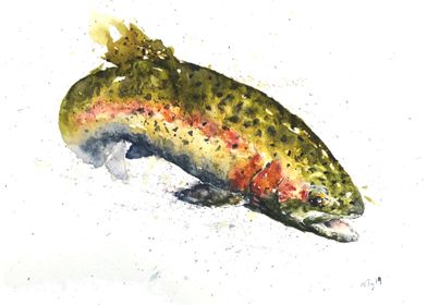 Rainbow Trout