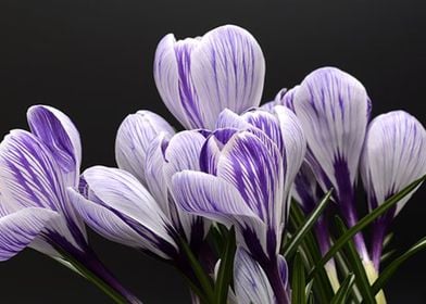 Crocus Blossom