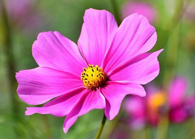 Cosmos Blossom