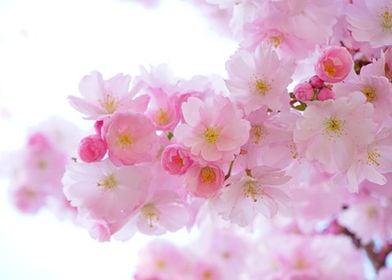 Japanese Cherry Blossom