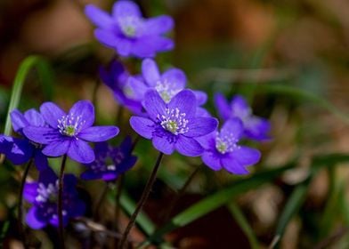 Anemone Hepatica Blossom