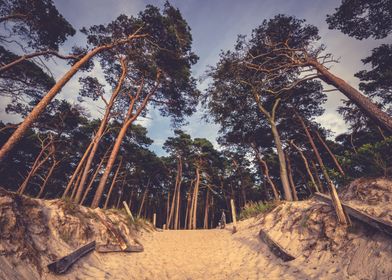 Pine Forest at Baltic Sea