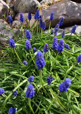 Grape Hyacinths