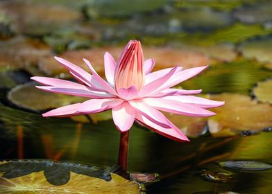 Water Lily Blossom