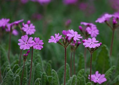 Primrose Blossom