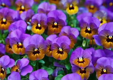 Pansy Blossom