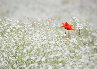 A red flower