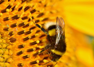 Bumblebee Sunflower