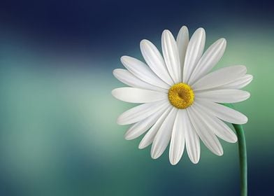 Marguerite Blossom