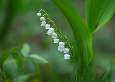 Bell Flower 