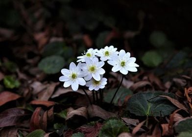 White Flowers 