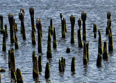 Decaying pier pilings