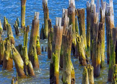 Moss covered dock pilings