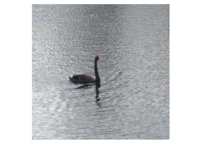 black swan 