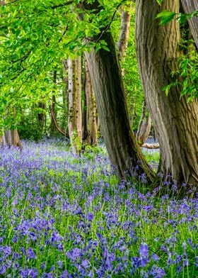 Spring Bluebell Woodland