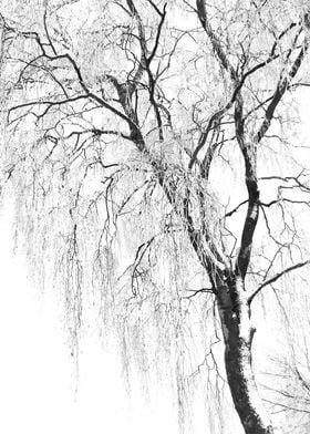 White Snow Tree