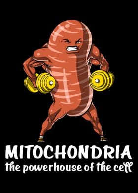 Biology Mitochondria