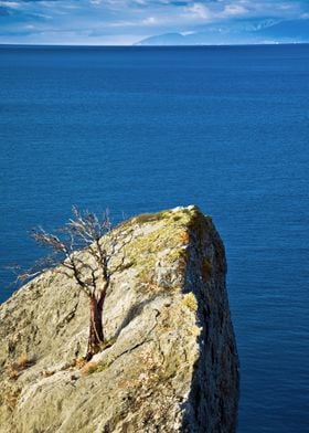 Tree on the rock