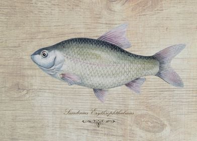 Scardinius fish