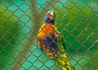 caged parrot