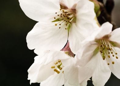 White Cherry Blossoms