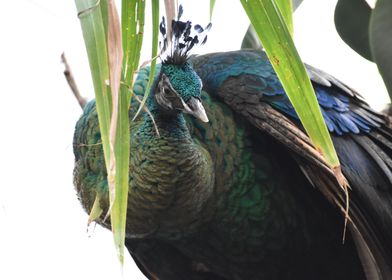 Peacock in the brush