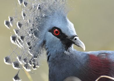 Victoria Crowned Pigeon