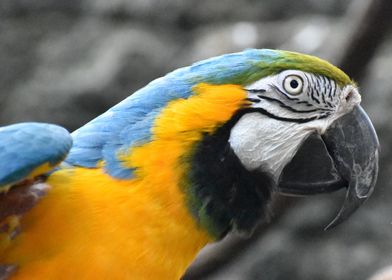 Colorful Macaw