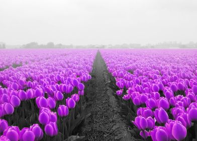 purple tulips in the mist