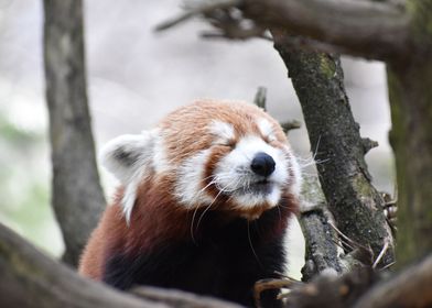 Happy Red Panda