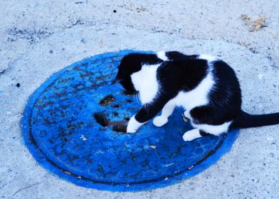 Cat in a blue circle