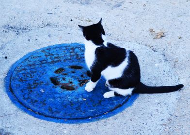 Cat in a blue circle 3