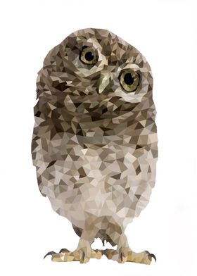 Owl illustration