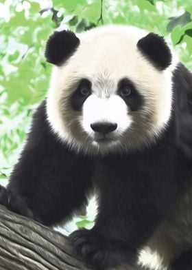 Cute Panda