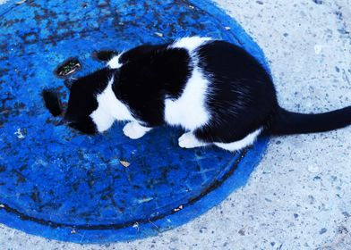 The Blue circle Cat