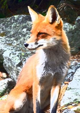 The Fox