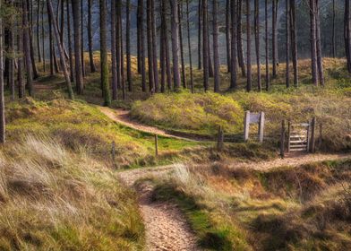 Whiteford forest Gower