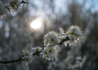 Sunset blossom