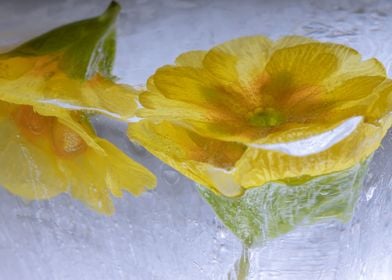 Primula in ice 2