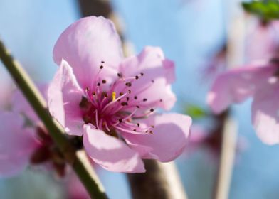 Pink blossom