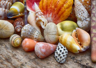 Tropical Shell Collection