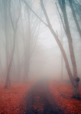 Fog in the forest