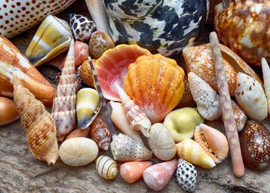 Beachcombed shells