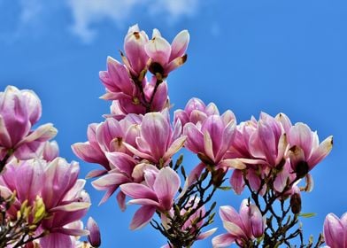 Purple Magnolia Blossom