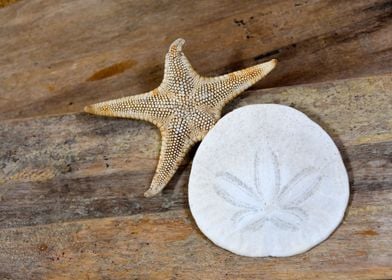Sand Dollar and Starfish