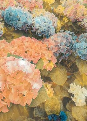 hydrangea in bloom