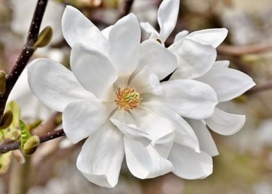 Magnolia Blossom