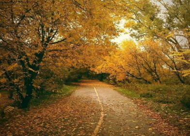 Autumn Path