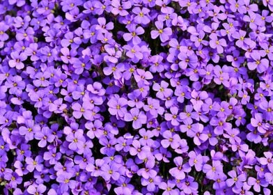 Aubrietia Blossom