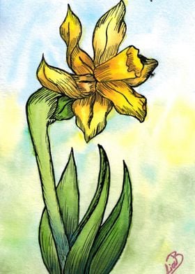 The Daffodile